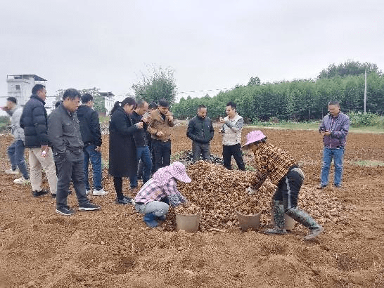 陶圩鎮(zhèn)最新項(xiàng)目，引領(lǐng)地區(qū)發(fā)展的前沿動(dòng)態(tài)，陶圩鎮(zhèn)最新項(xiàng)目引領(lǐng)地區(qū)發(fā)展潮流